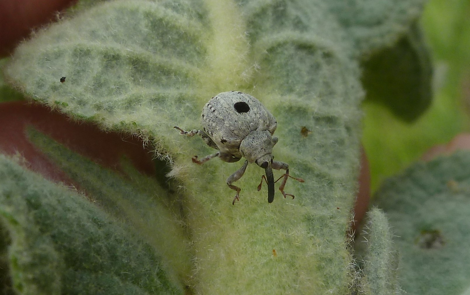 Cionus ID?